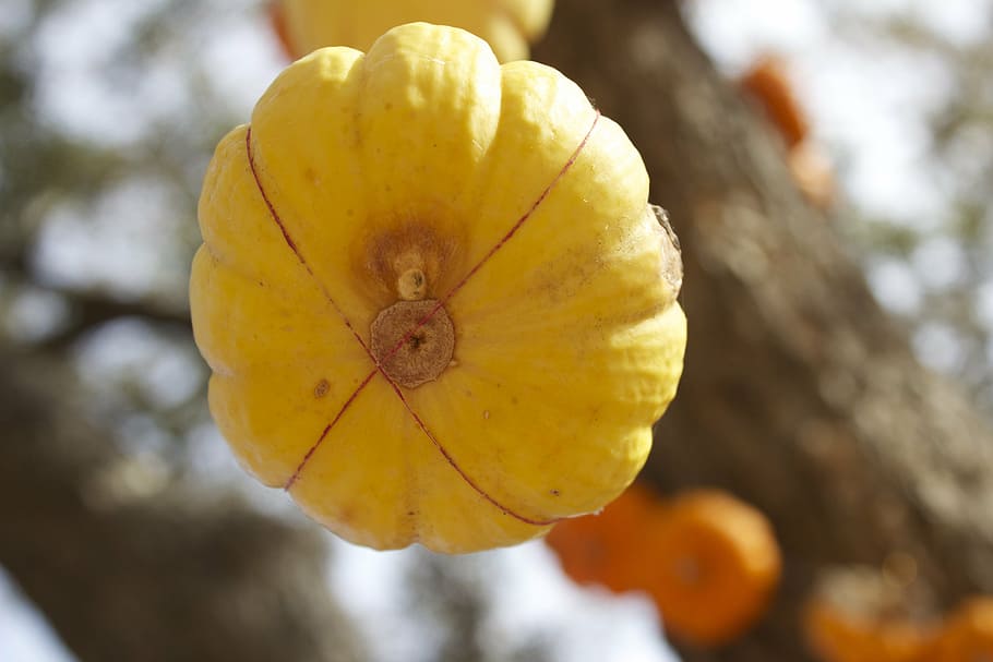 pumpkin, yellow, vegetable, plant, close-up, freshness, growth HD wallpaper