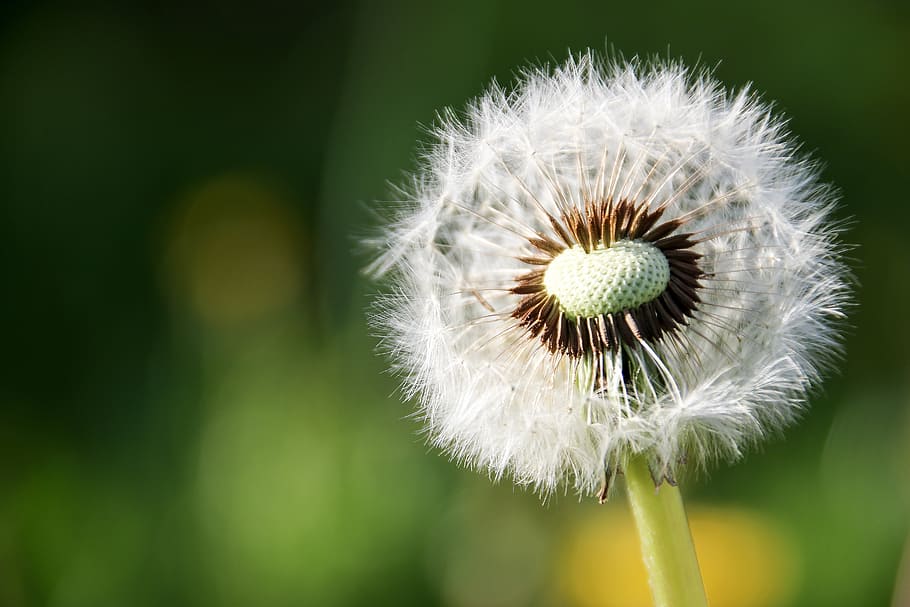 dandelion, flower, flowering plant, freshness, fragility, vulnerability HD wallpaper
