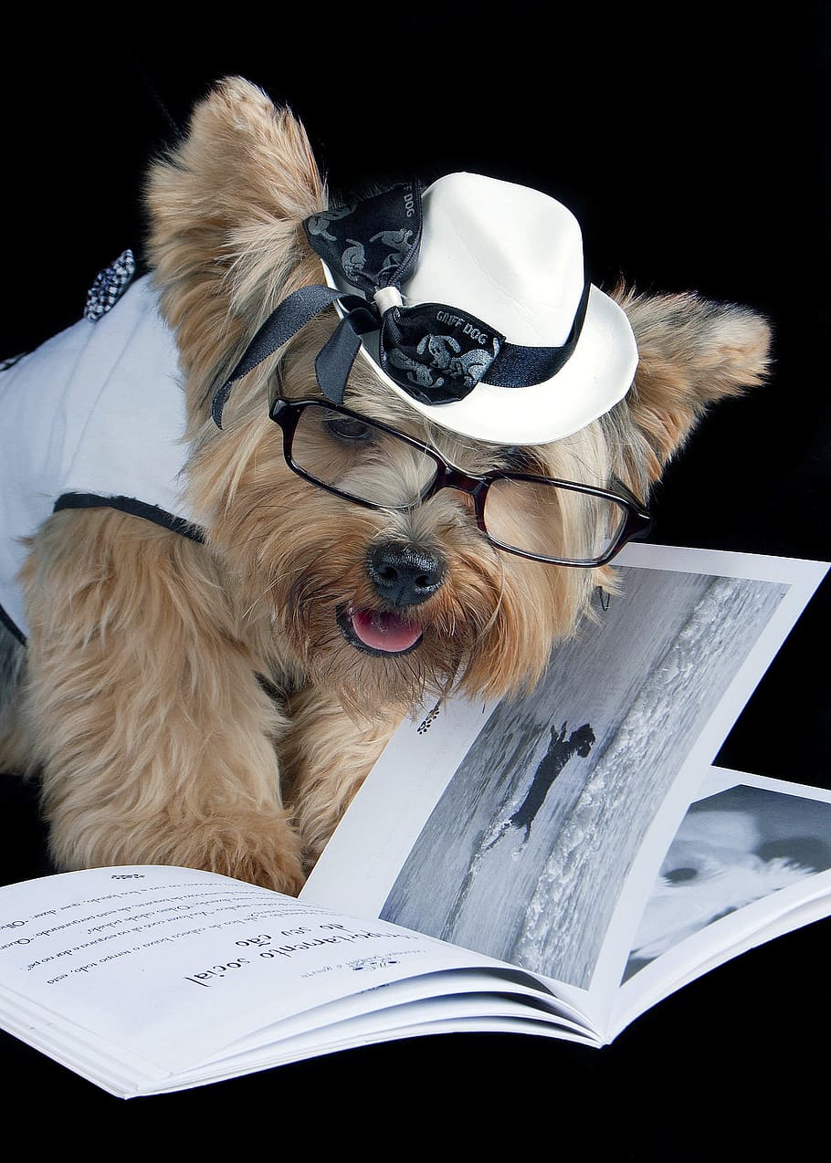 pet, reading, sunglasses, canine, dog, one animal, mammal, publication HD wallpaper