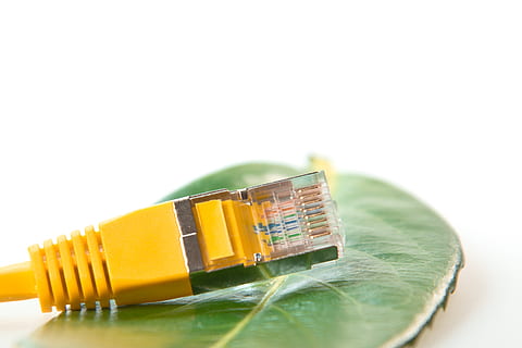 yellow LAN port above green leaf, network cables, rj45, patch HD wallpaper