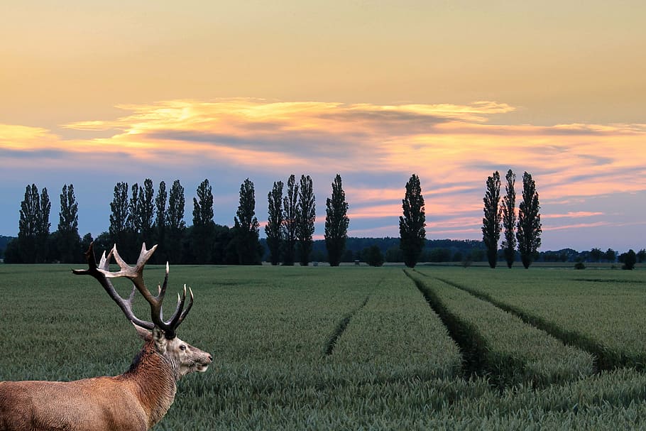 landscape, trees, fields, sunset, hirsch, red deer, antler HD wallpaper