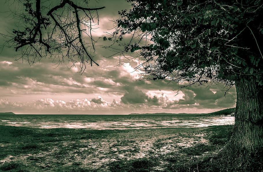 black and white, beach, sea, wave, clouds, nature, drama, tree HD wallpaper