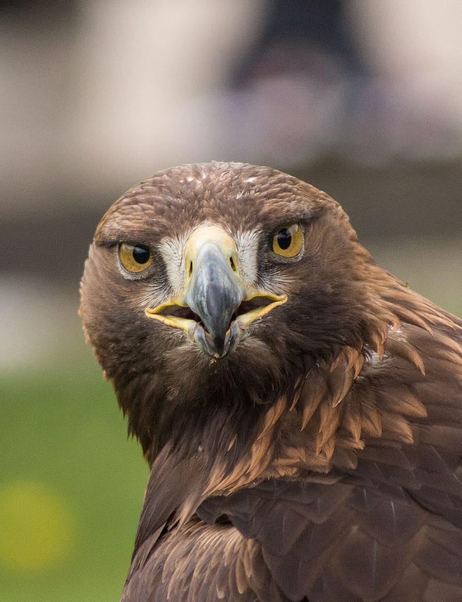 eagle, ave, animal, bird, peak, feathers, nature, head, animals HD wallpaper