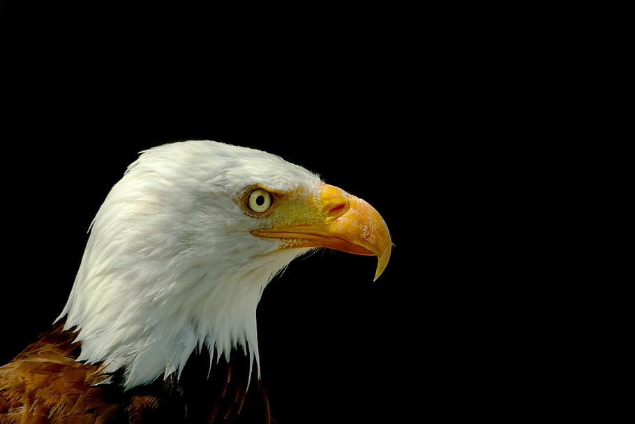 selective photo of bald eagle, bird, adler, head, wildlife photography HD wallpaper
