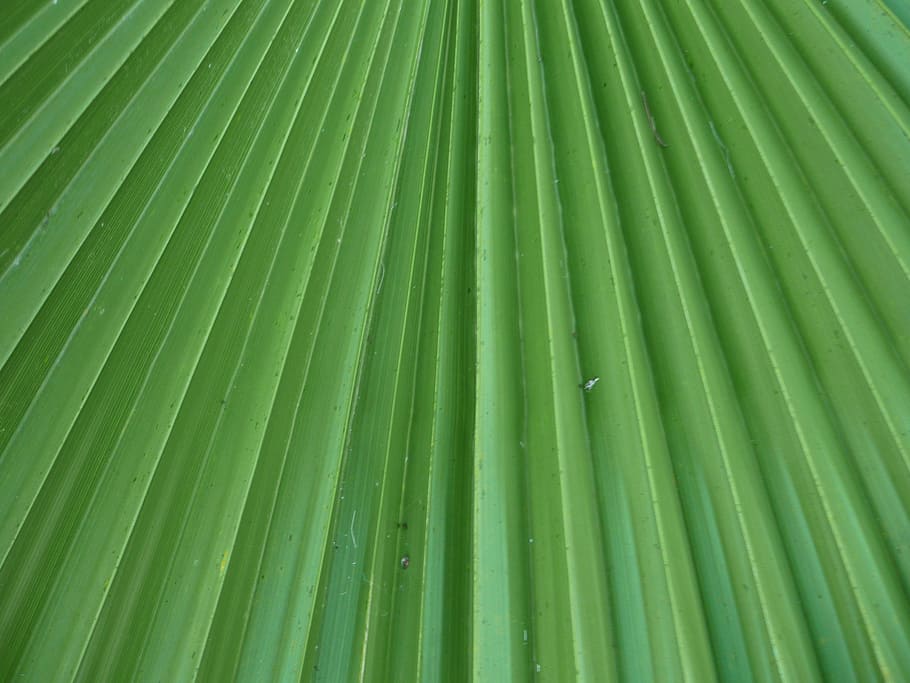 leaf, leaflets, palm tree, palma, washingtonia, radial, green HD wallpaper
