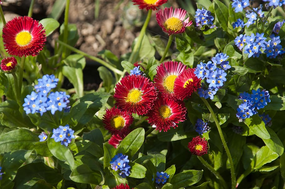 flower meadow, daisy, red, blossom, bloom, spring, flowers HD wallpaper