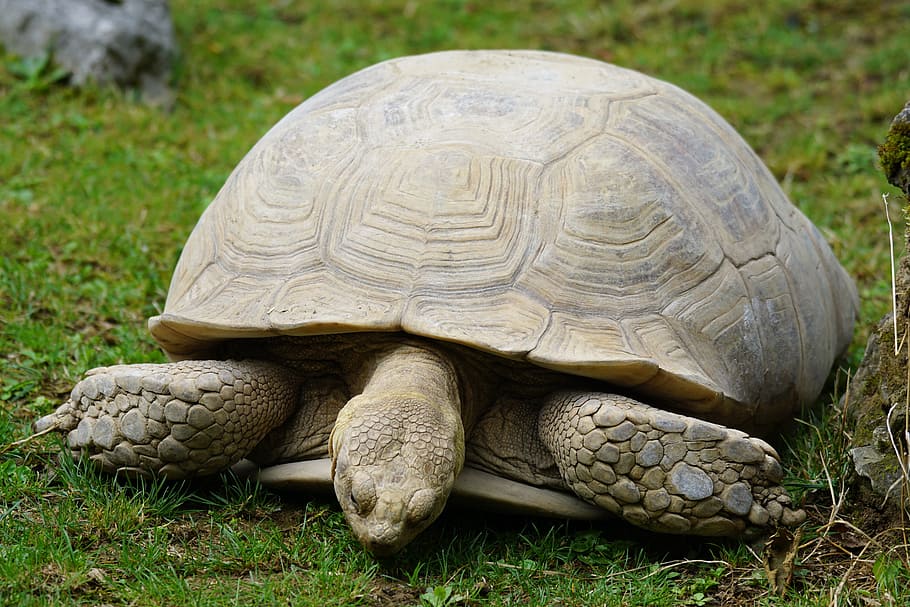 turtle, slowly, large, tortoise, reptile, animal themes, animal wildlife HD wallpaper