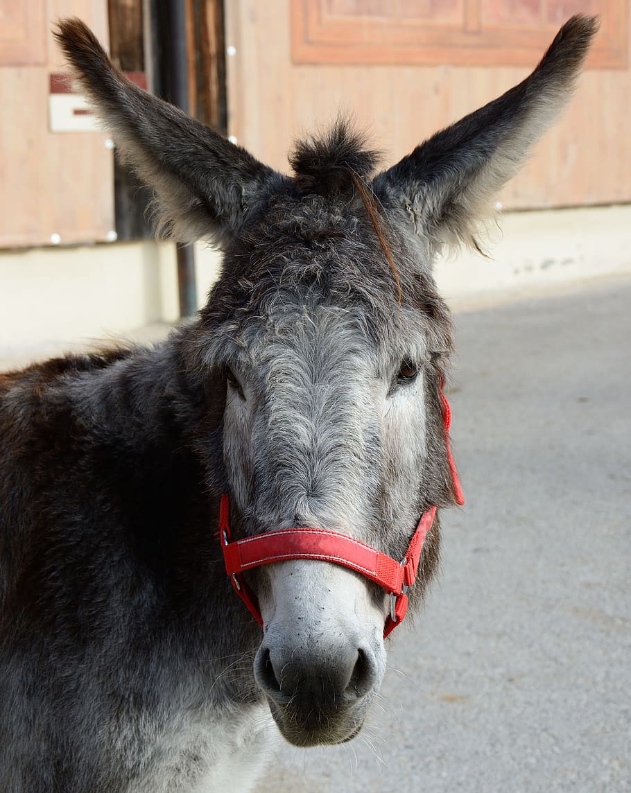 donkey, donkey head, face, portrait, livestock, mammal, furry HD wallpaper
