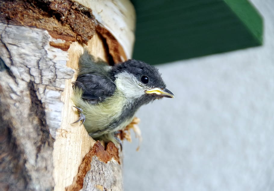 tit, chicks, farley, fly, nesting box, animal themes, vertebrate HD wallpaper