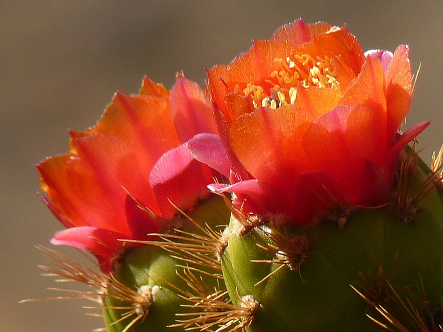 cactus, blossom, bloom, red, nature, plant, close-up, flower HD wallpaper