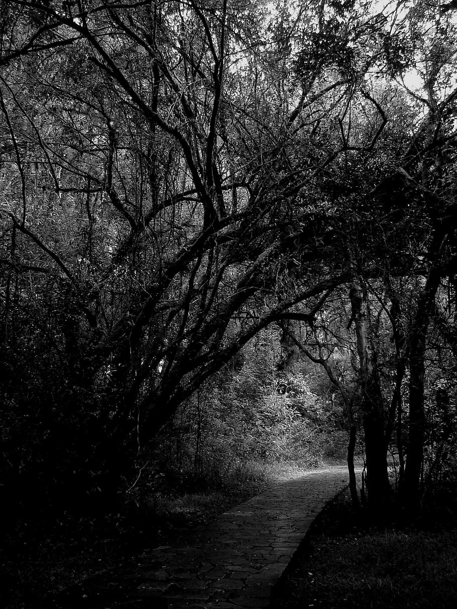 woods, trees, path, forest, nature, black And White, plant HD wallpaper