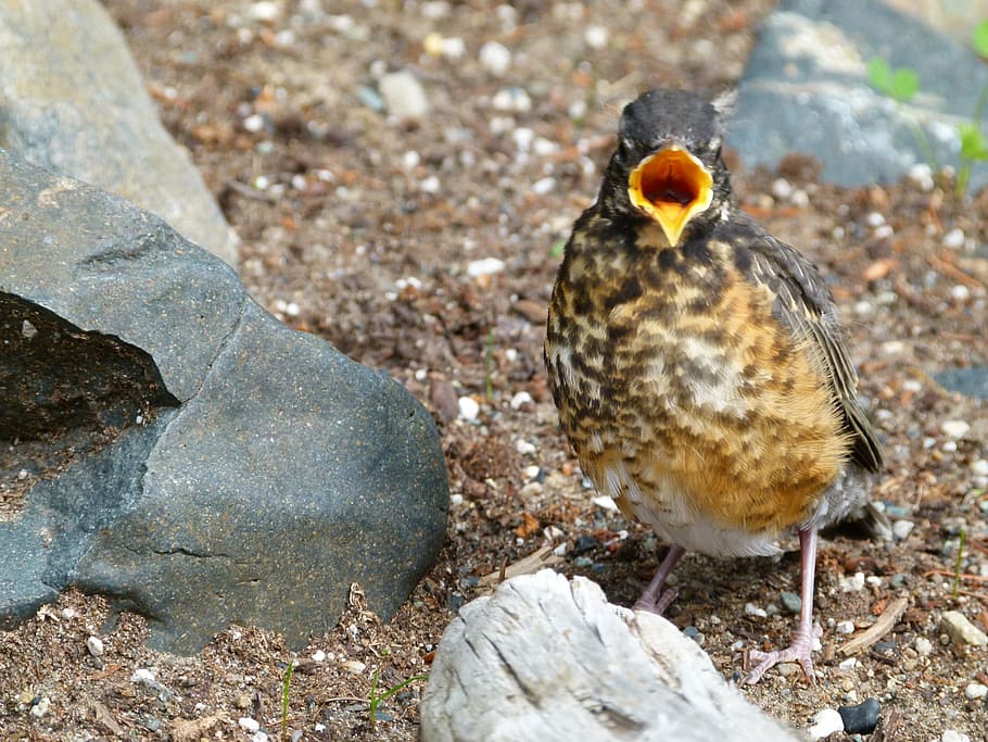 red robin, bird, feathered, chick, animal, nature, animal themes HD wallpaper