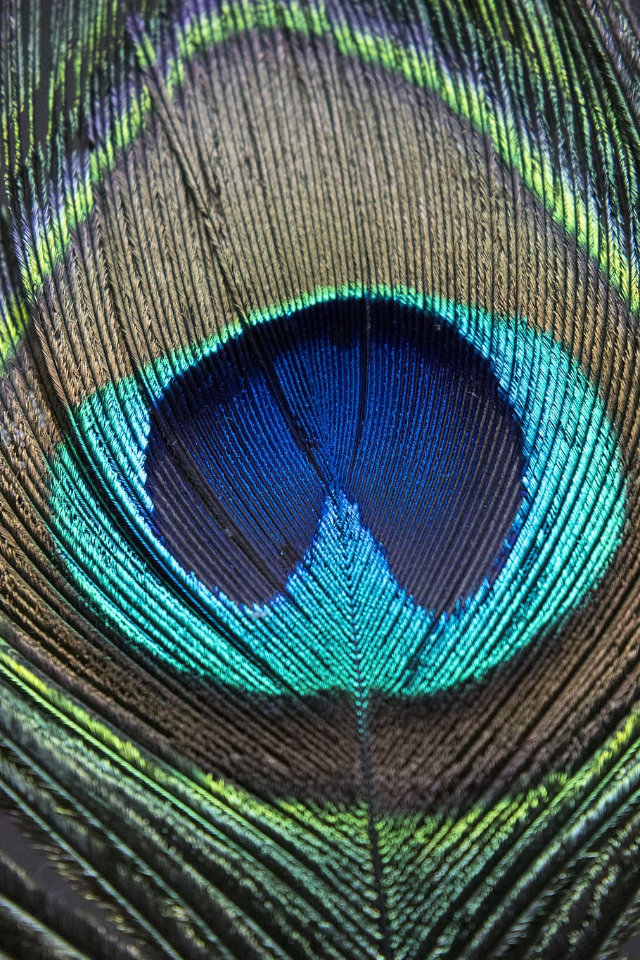 Baby Krishna in Background of Peacock Feathers digital - Etsy