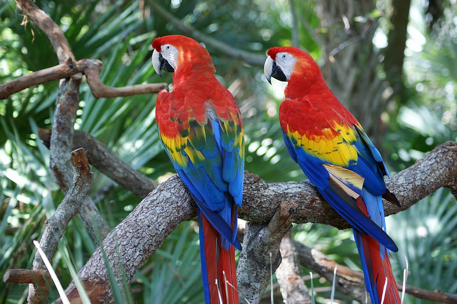 red-yellow-and-blue parrots on brown tree branch, macaw, bird