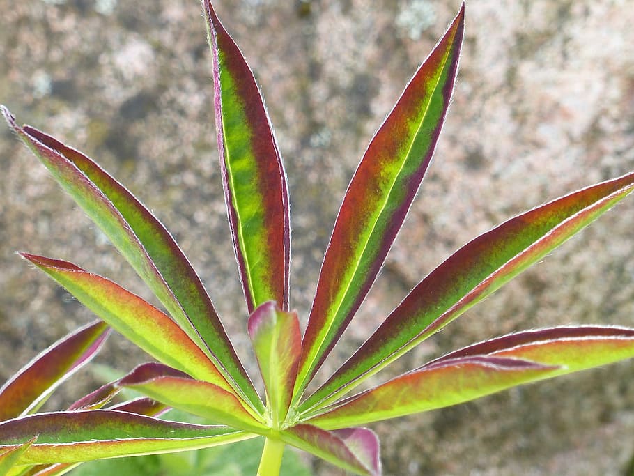 leaf, lupin, colors, spring, earth, plant, plant part, growth HD wallpaper