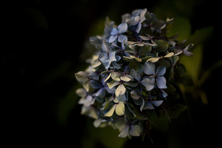 purple petaled flower, focus photography of blue flowers, bloom HD wallpaper