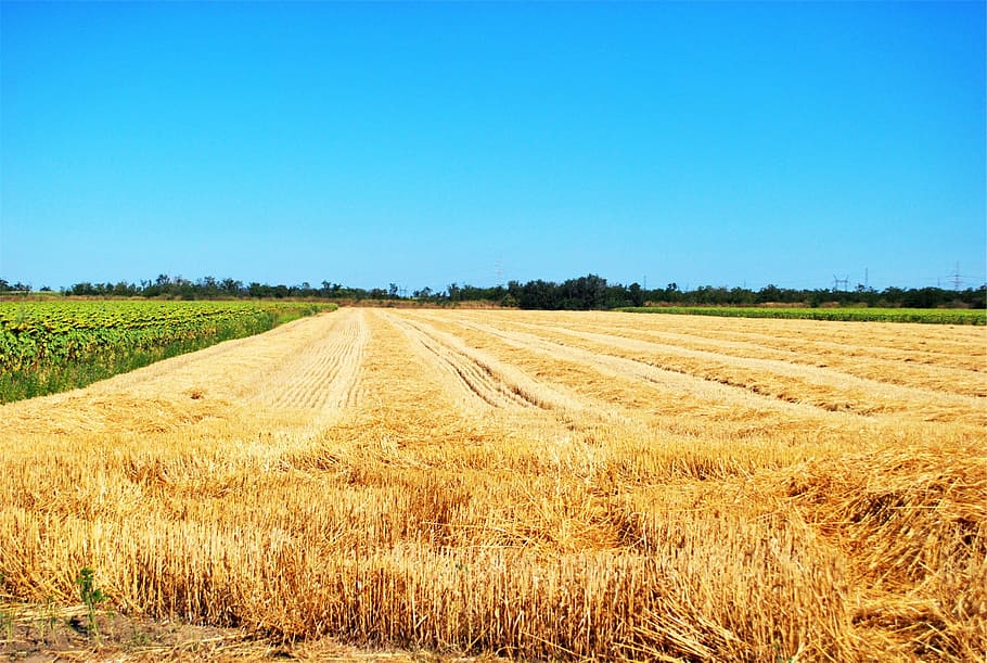farm, fields, crops, rural, country, blue sky, landscape, rural scene HD wallpaper
