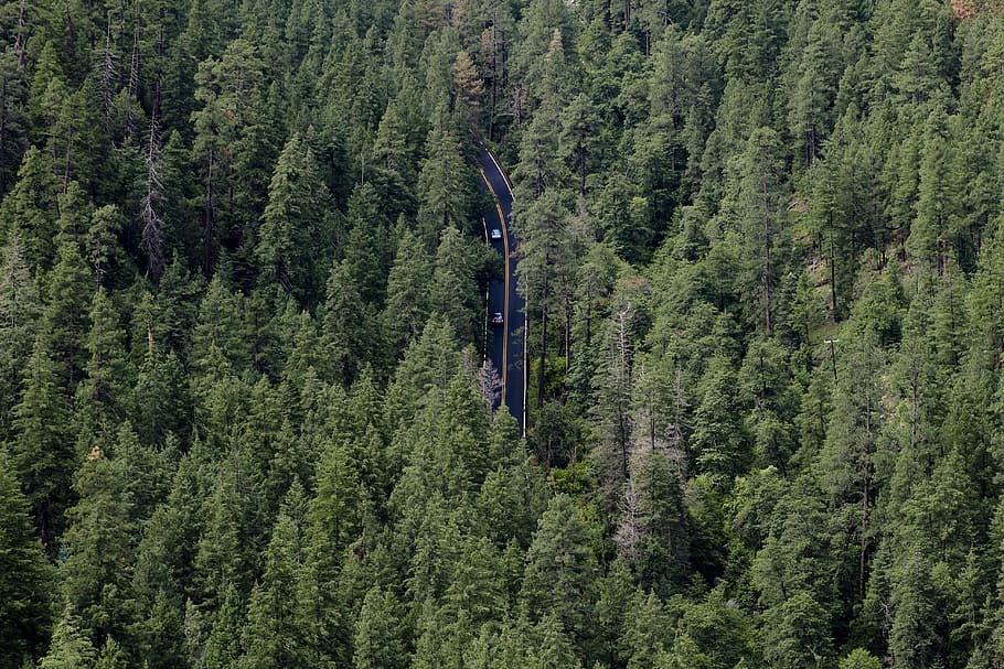 aerial view of forest with train rail during daytime, aerial view of road surrounded trees HD wallpaper