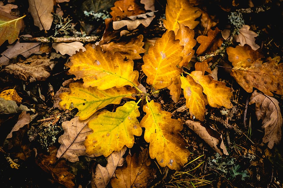 stack of brown leaves, closeup photography of brown and yellow leaves, HD wallpaper