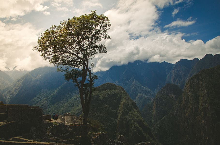 mountain, panoramic, landscape, nature, tree, sky, travel, fog HD wallpaper