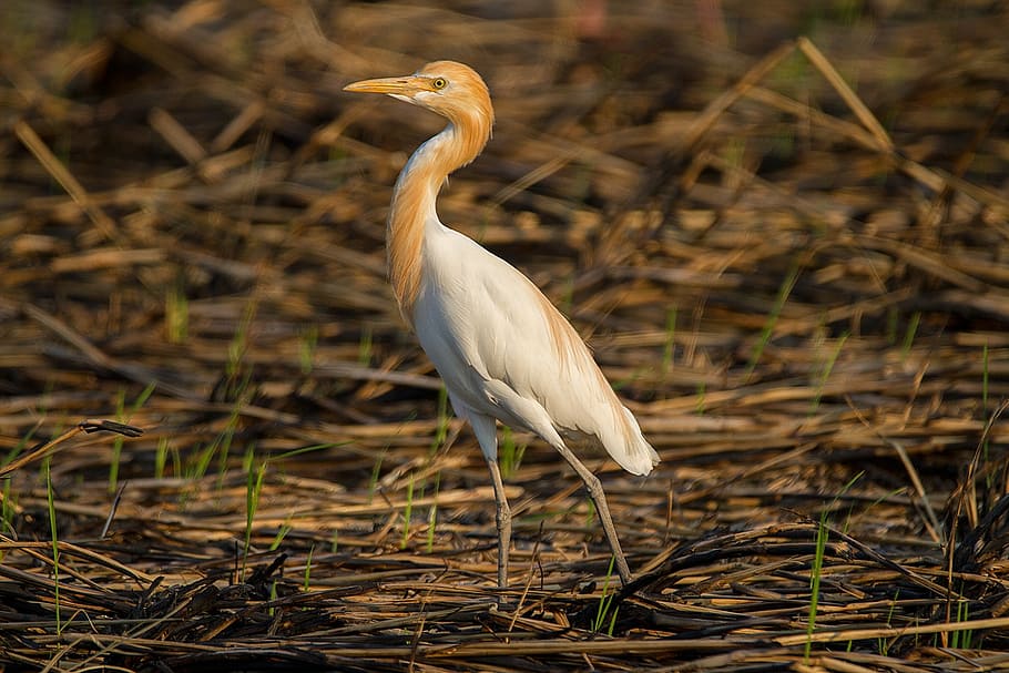 birds, asian openbill, vole, bittern, white, phatthalung, less sea HD wallpaper