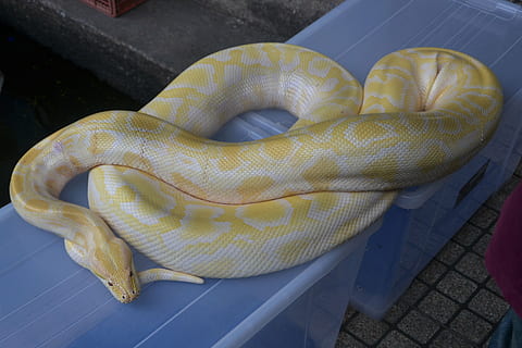 yellow and white snake on two clear plastic totes, boa constrictor HD wallpaper