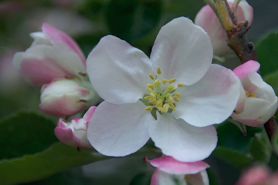 spring, apple, apple flower, nature, flowers, tree, sad, twigs HD wallpaper