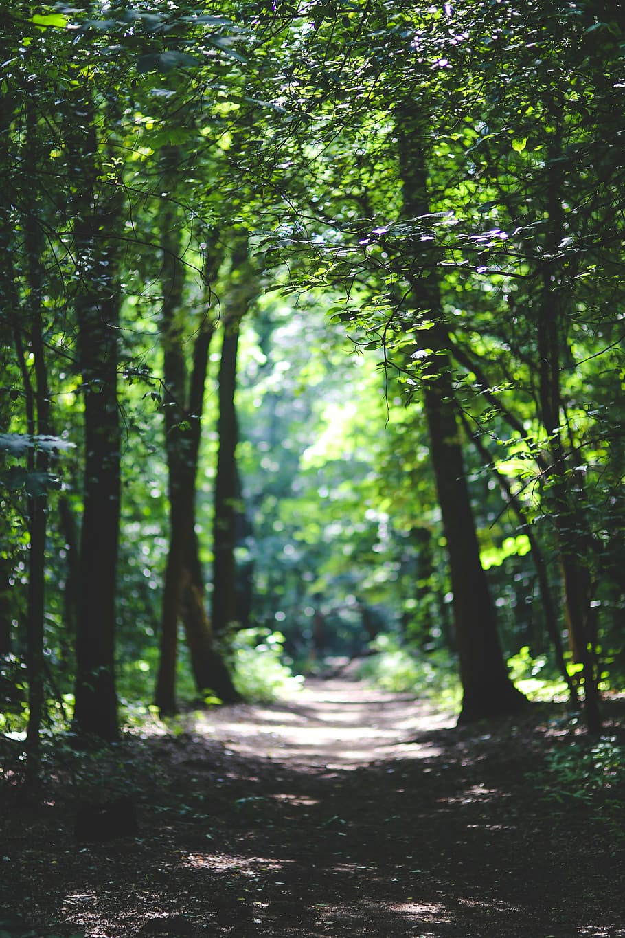green forest, woods, path, way, tree, trees, nature, leaf, leaves HD wallpaper
