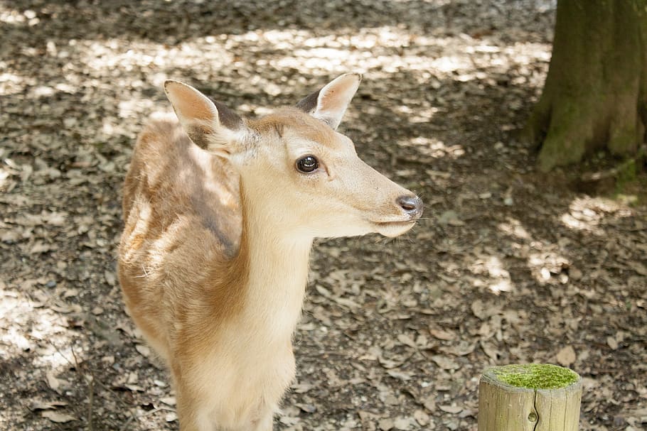fawn, nara, cute, one animal, animal themes, animal wildlife HD wallpaper