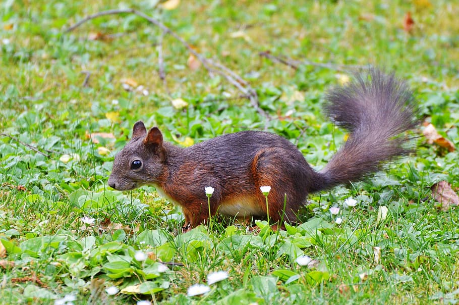 squirrel, nager, rodent, cute, nature, cheeky, animal, garden HD wallpaper