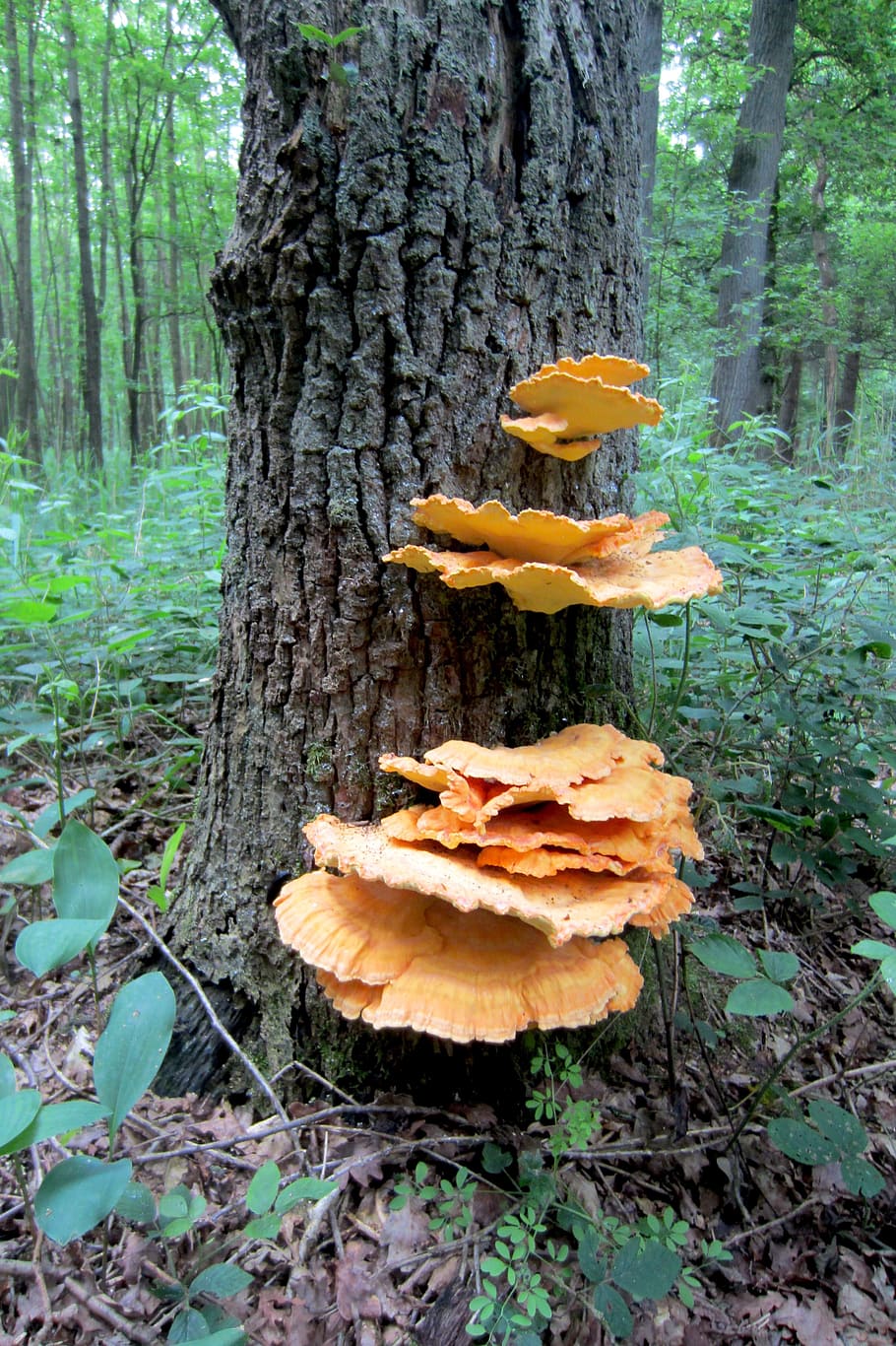 tree, agaric, forest, autumn, nature, mushroom, mushrooms, netherlands HD wallpaper