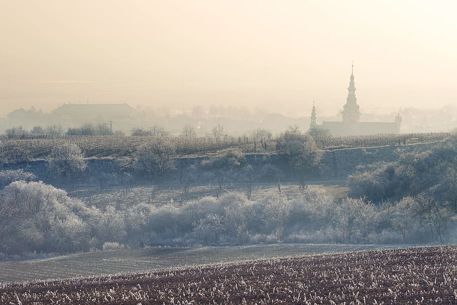 Frozen Village, field of trees, church, cityscape, architecture HD wallpaper