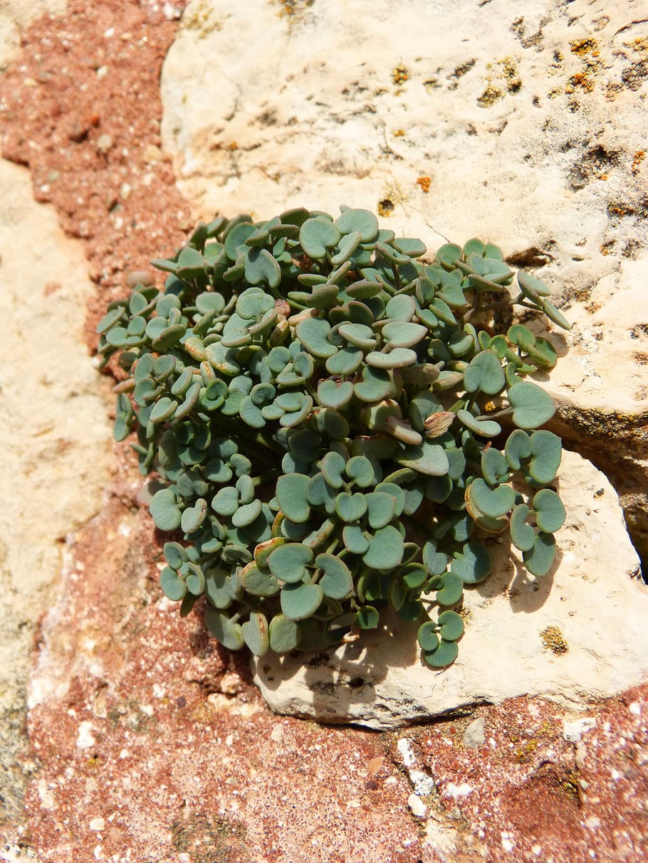Rupícola, Plant, Wall, Grass, rupícola plant, rock - object HD wallpaper