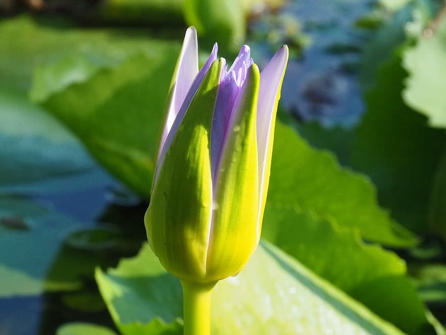 lotus, leaf, nature, flora, flower, summer, garden, outdoors HD wallpaper