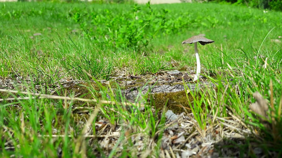 grass, boletus, sponge, meadow, forest, priroda, plant, green color HD wallpaper