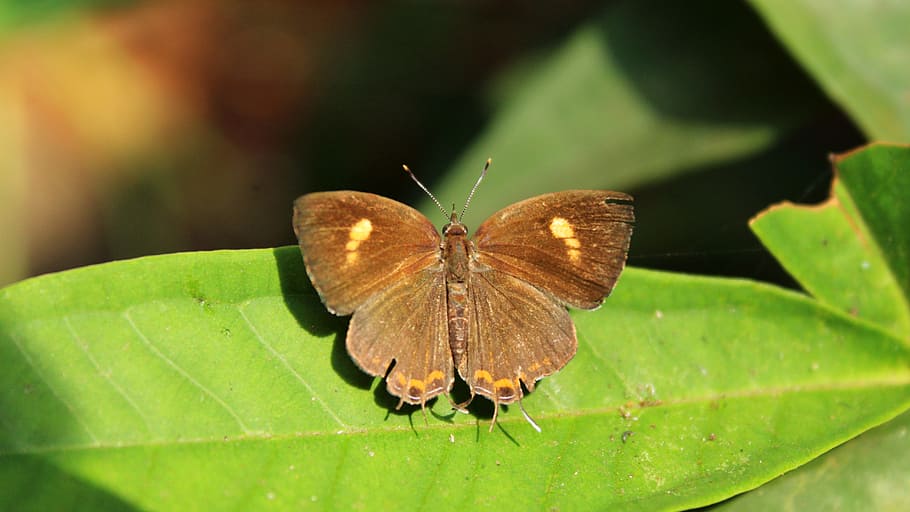 butterfly, insect, nature, wing, leaf, outdoors, wildlife, lepidoptera HD wallpaper