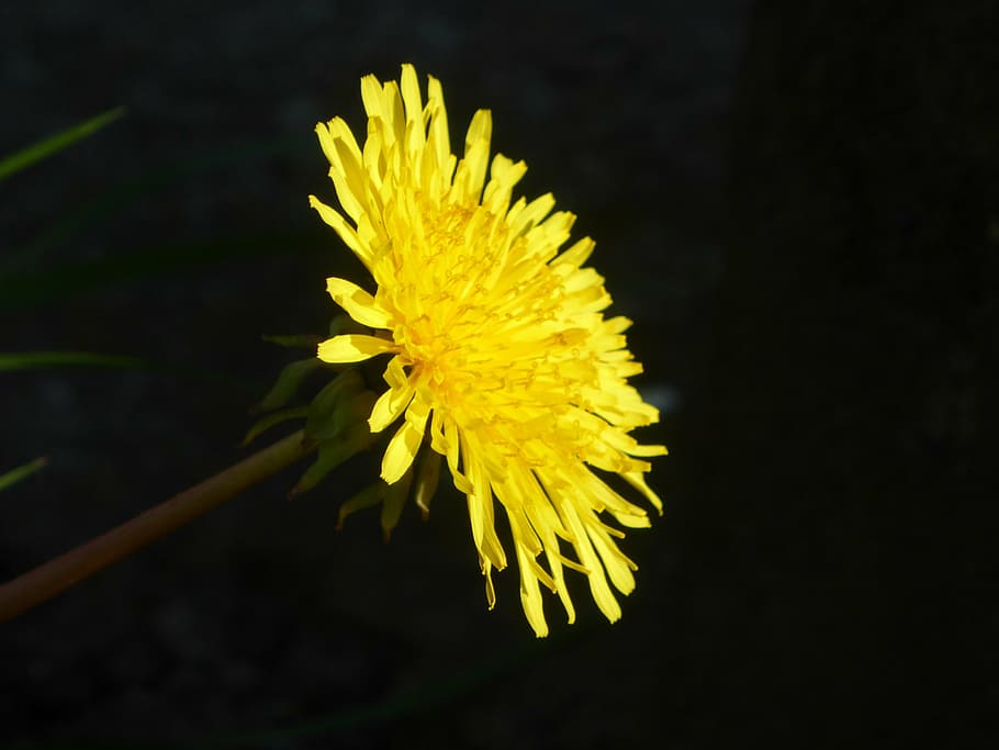 dandelion, yellow, weed, nature, plant, flower, close-up, summer HD wallpaper