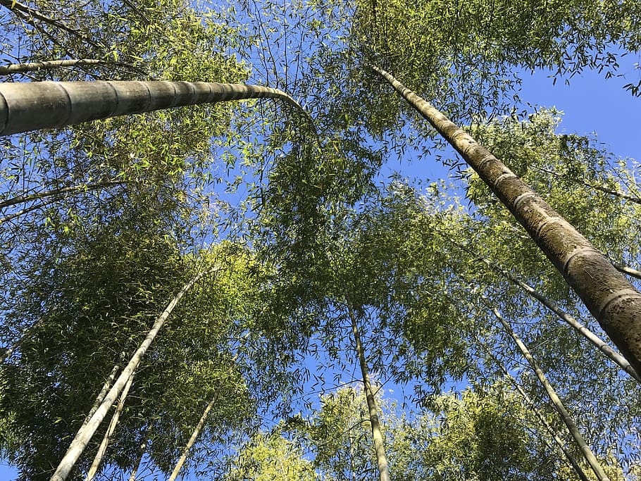 bamboo, green, tree, nature, plant, environment, growth, tall HD wallpaper
