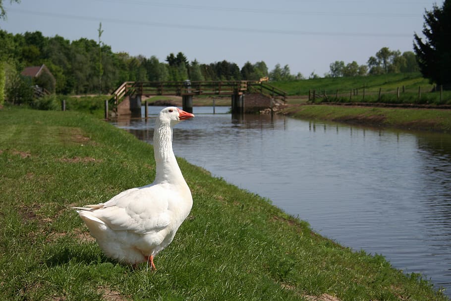 goose, brook, sluis, netherlands, water, landscape, vertebrate HD wallpaper