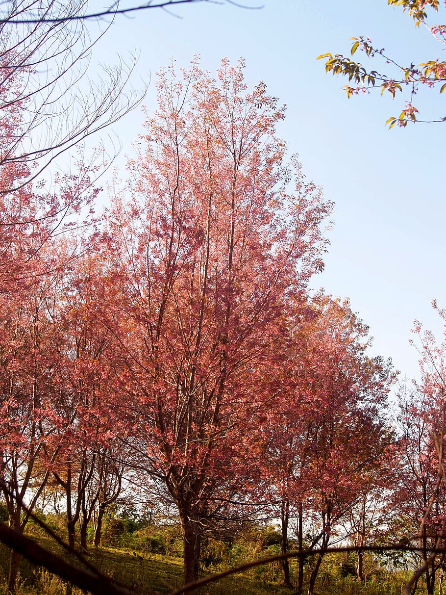 wood, landscape, nature, sunny, background, beautiful, bloom HD wallpaper