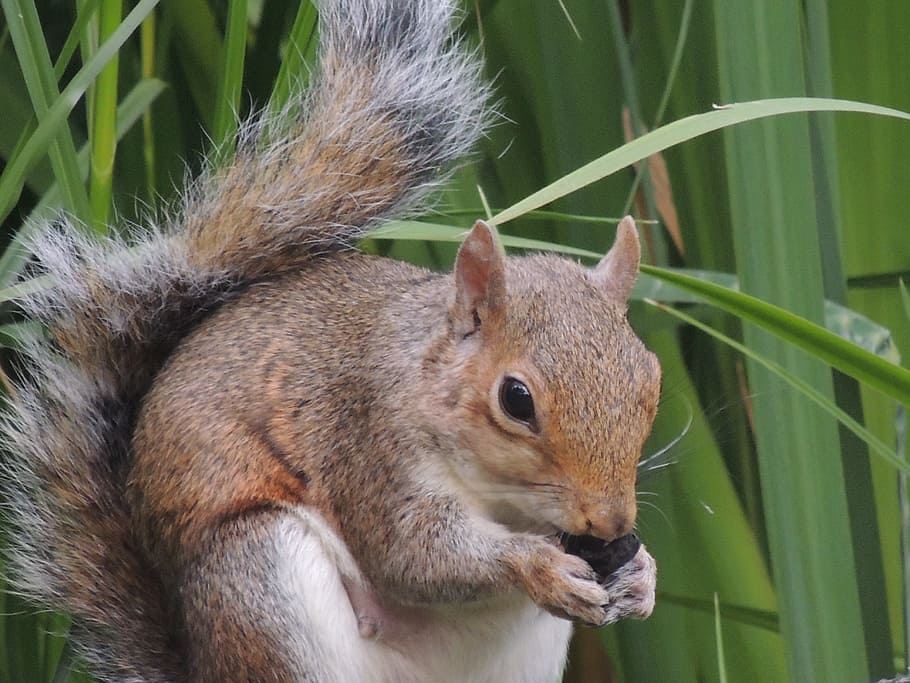 Squirrel, Nut, Fur, Pet, Nature, one animal, animals in the wild HD wallpaper