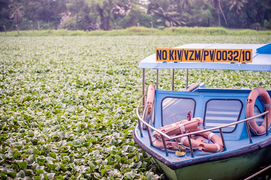 boat sailing and surrounded by plants, stocked blue and white boat on water lily area HD wallpaper