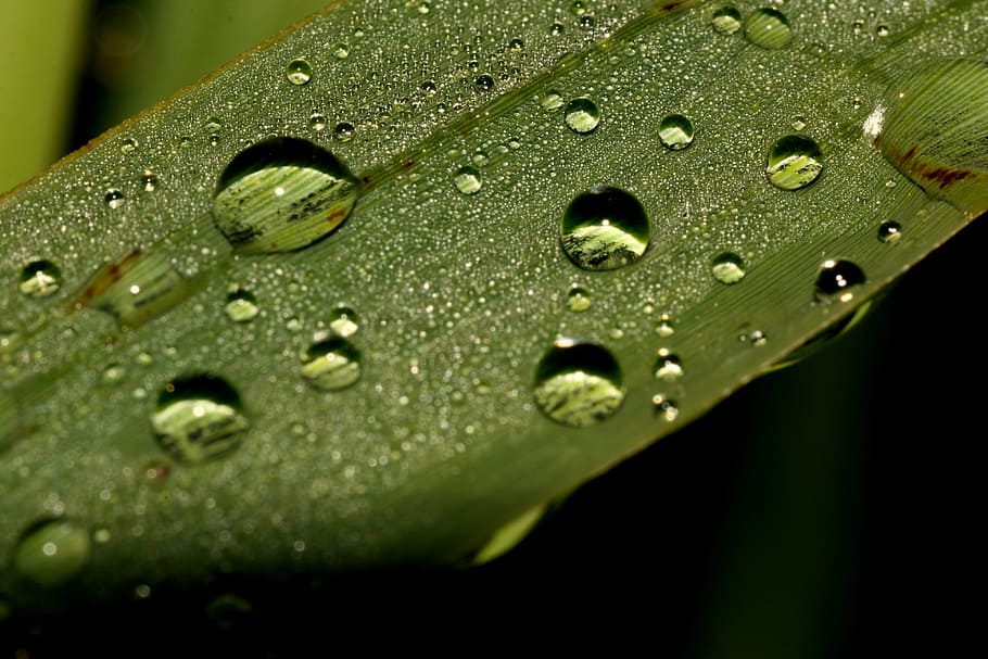 green, drops, rain, wet, water, close-up, nature, leaf, plant part HD wallpaper