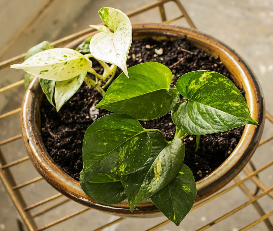 pothos-ornamental-taro-houseplant-epipre