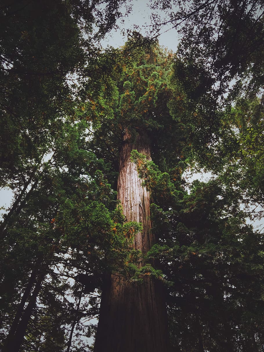 landscape photography of green tree, landscape photo of trees HD wallpaper