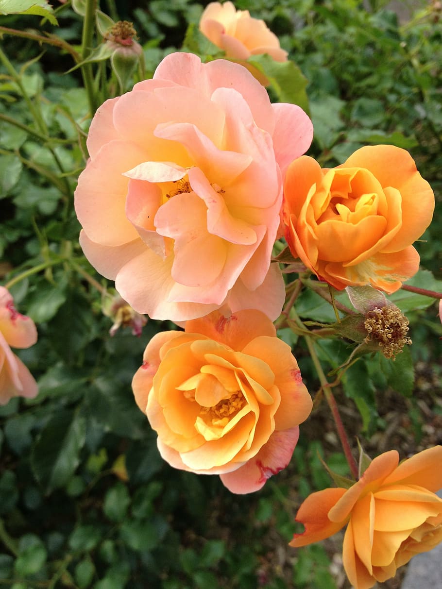 spring, pink, orange, flower, flowering plant, petal, beauty in nature HD wallpaper