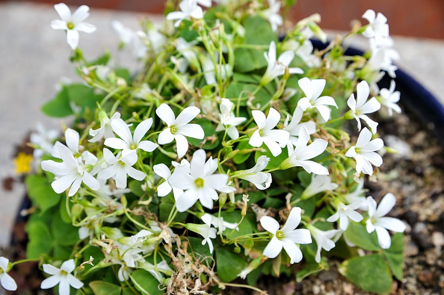 flowers, plants, nature, leaf, flowering plant, beauty in nature HD wallpaper