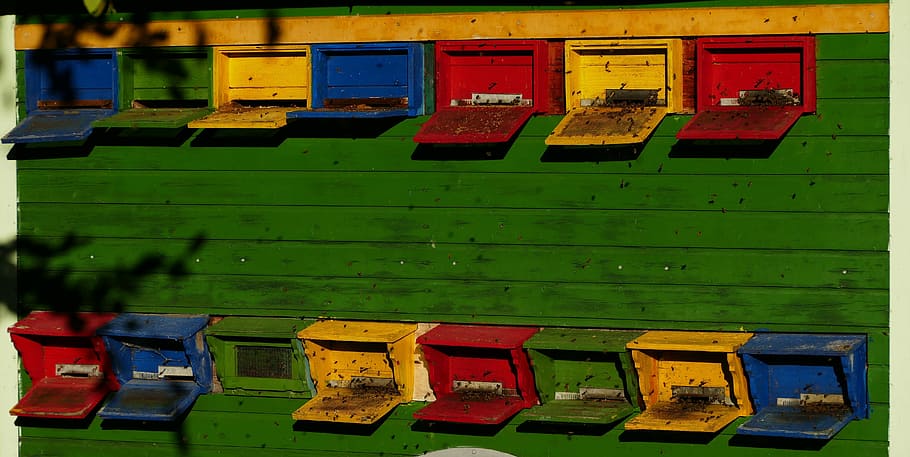 beekeeper, bees, nature, multicolored, morning sun, high operating HD wallpaper