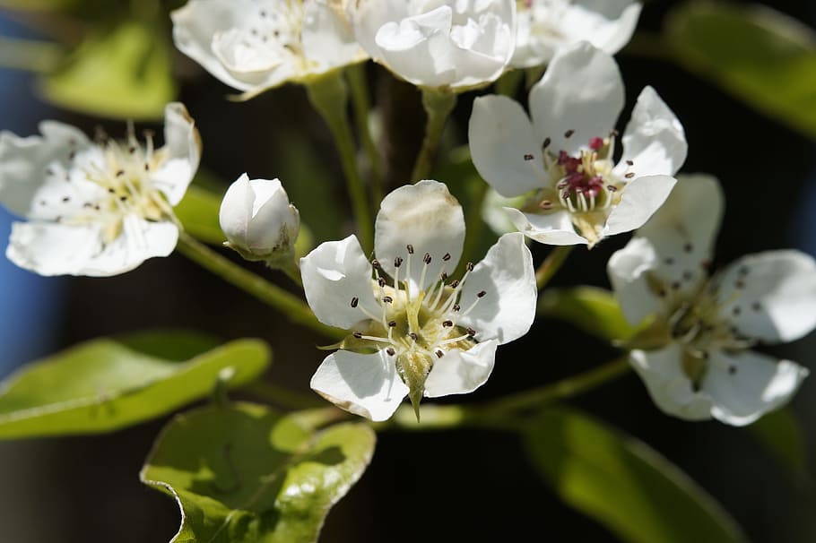apple blossom, bloom, tree, apple tree, spring, branch, beautiful HD wallpaper