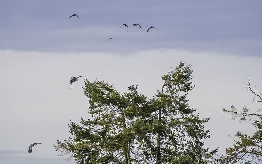blue heron, birds, tree, animals in the wild, flying, animal themes HD wallpaper
